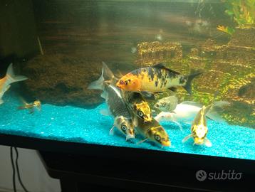 Acquario completo Carpe Koi