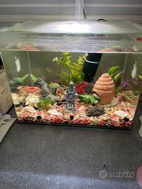 Acquario arredato