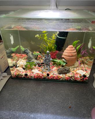 Acquario arredato