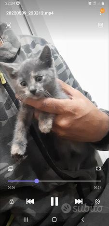 Gattino grigio
 in vendita a Palagianello