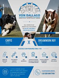 Cuccioli di border collie
