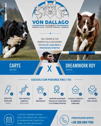 Cuccioli di border collie