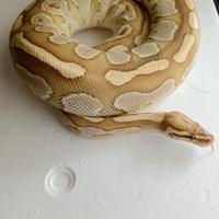 Pitone Reale Butter Fire Femmina CB/2021