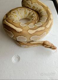 Pitone Reale Butter Fire Femmina CB/2021