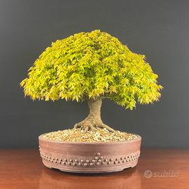 Bonsai Acero palmato Kiyohime premiato EuroFlora