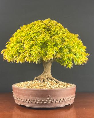 Bonsai Acero palmato Kiyohime premiato EuroFlora