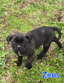 Cuccioli di cane corso