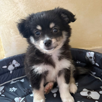 Spitz