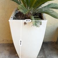 Vaso resina con cycas