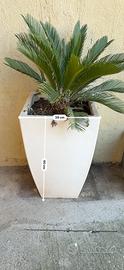 Vaso resina con cycas