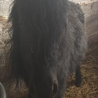 Coppia di pony a pariglia