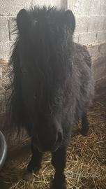 Coppia di pony a pariglia