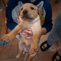 Cuccioli di labrador