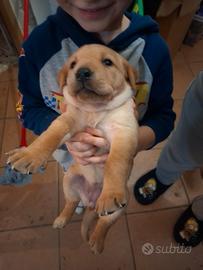 Cuccioli di labrador