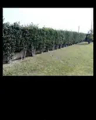Piante Alloro