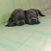 Staffordshire bull terrier