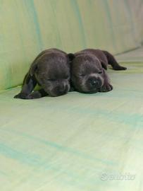 Staffordshire bull terrier