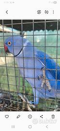 Coppia parrochetto dal collare