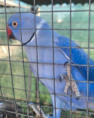 Coppia parrochetto dal collare