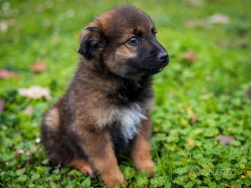 Cucciolo Volpino pinscher