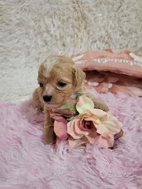 Sunny cuccioli di Maltipoo genitori visibili