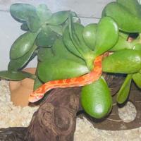 Serpente del grano