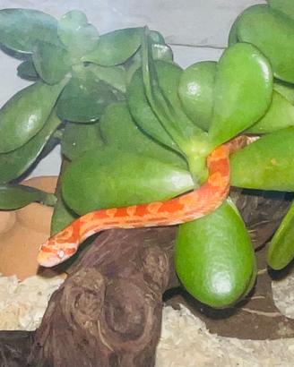 Serpente del grano