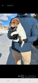 Jack russel terrier