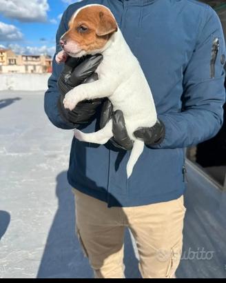 Jack russel terrier