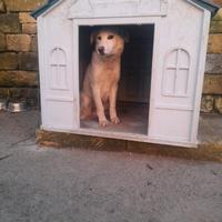 Labrador femmina di un anno