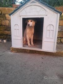 Labrador femmina di un anno