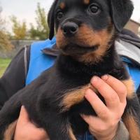 Karma e Kelly - Cuccioli Rottweiler Pedigree Enci