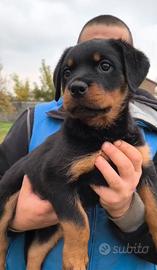 Karma e Kelly - Cuccioli Rottweiler Pedigree Enci