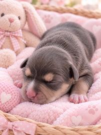 Pitbull cuccioli Tricolor