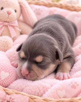 Pitbull cuccioli Tricolor