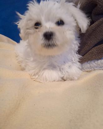 Cuccioli maltesi