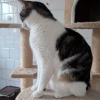 Gatto Chicco