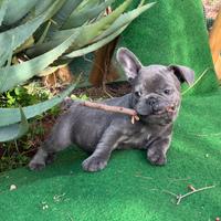 Cucciolo bulldog francese