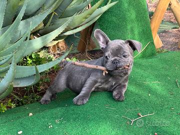 Cucciolo bulldog francese