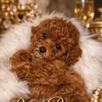 Cuccioli barboncini Toy /nano maschi e femmine