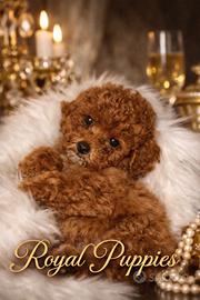 Cuccioli barboncini Toy /nano maschi e femmine