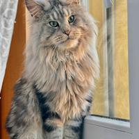 Maine Coon per monta