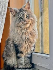 Maine Coon per monta
