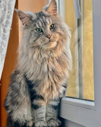 Maine Coon per monta