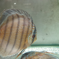 Discus wild ultimi disponibili prezzo bomba