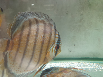 Discus wild ultimi disponibili prezzo bomba