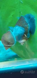 Lumache acquario