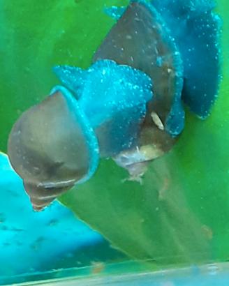 Lumache acquario