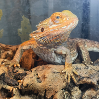 Pogona Drago Barbuto con rettilario
