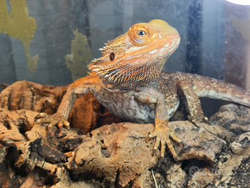 Pogona Drago Barbuto con rettilario